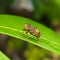 Macro photography of Eristalinus taeniopsÂ is a species ofÂ hover fly, also known as theÂ band-eyed drone fly.